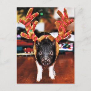 Christmas Pig Postcard