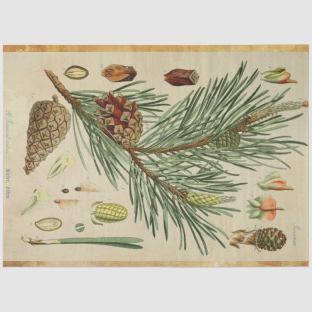 Christmas Pine Decoupage Tissue Paper (Front)