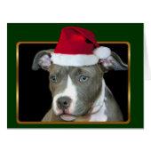 Christmas Pitbull puppy (Front Horizontal)