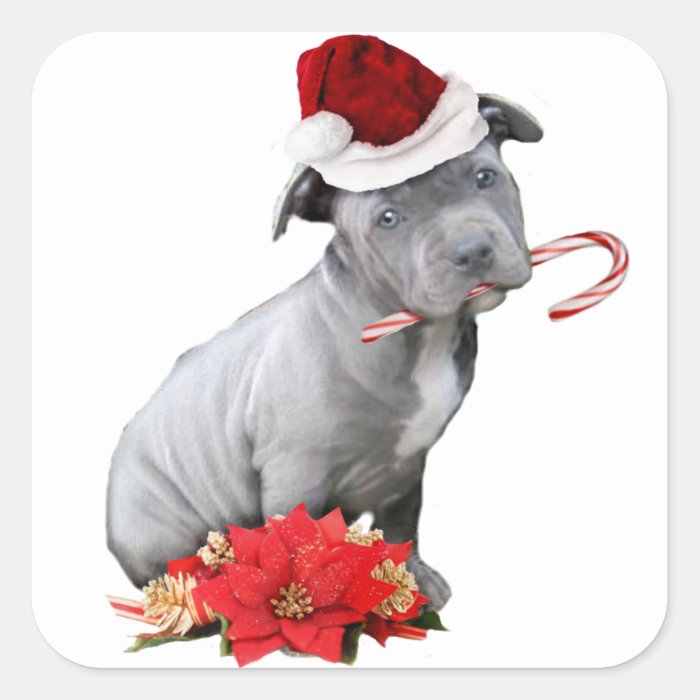 Christmas pitbull puppy square stickers