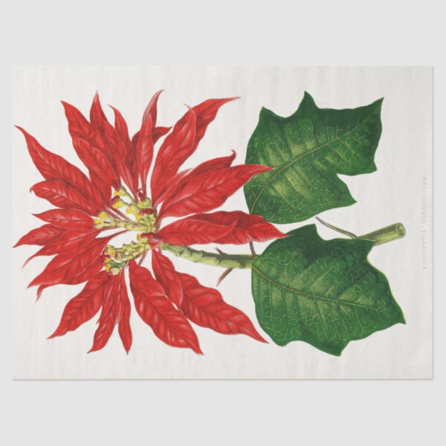 Christmas Poinsetta Flower Red Decoupage  Tissue Paper (Front)