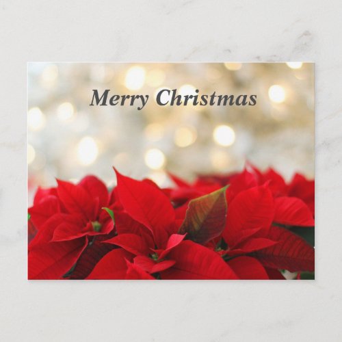 Christmas Poinsetta Postcard