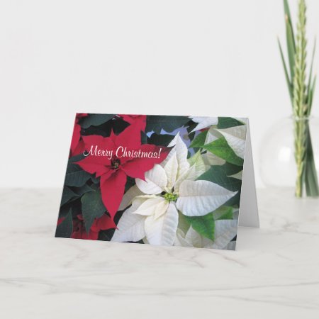 Christmas Poinsettia Greeting Card