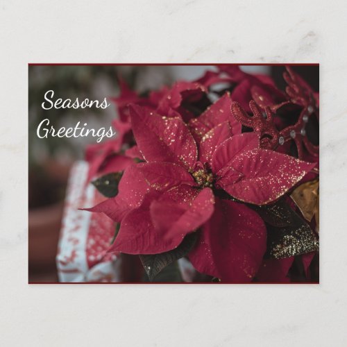 Christmas Poinsettia Seasons Greetings Postcard