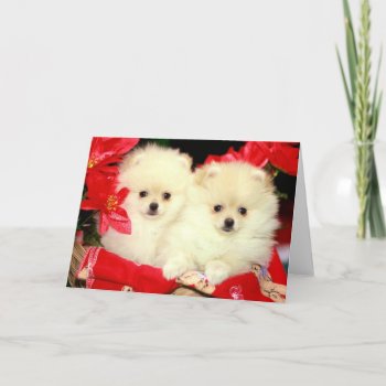 Christmas Pomeranians Holiday Card by walkandbark at Zazzle