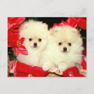Christmas Pomeranians Holiday Postcard