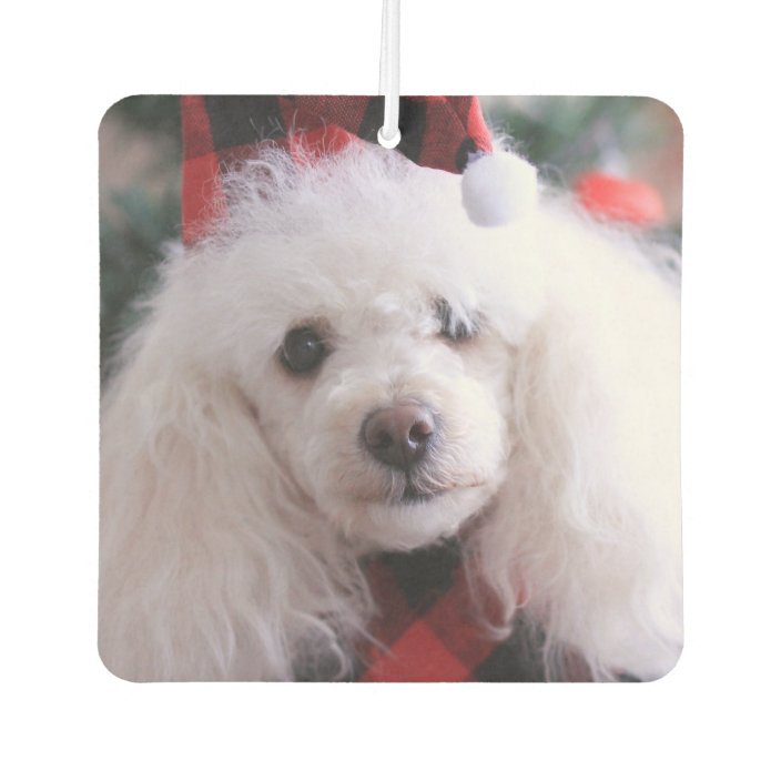 christmas poodle