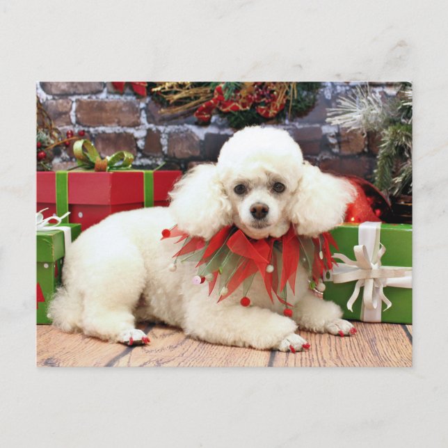 Christmas - Poodle - Sophie Holiday Postcard (Front)
