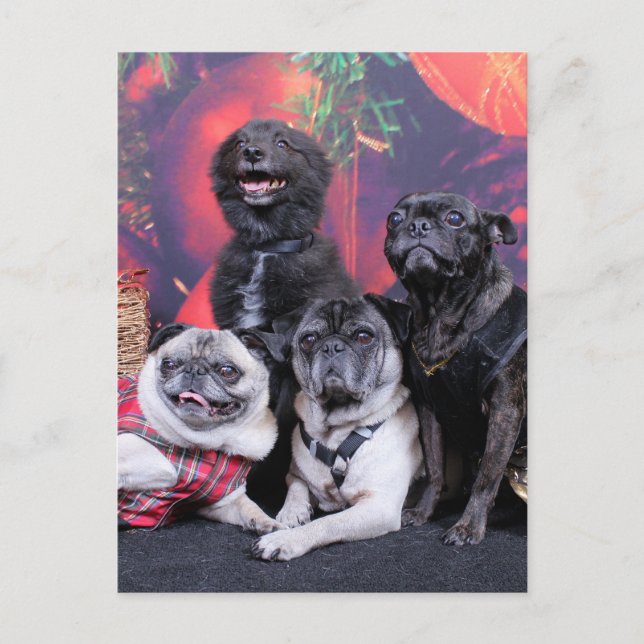 Christmas Pug Bruno Pearl Ms Wiggles - ChiPom Bear Holiday Postcard (Front)