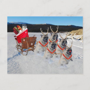Christmas Pug Dogs Pulling a Sleigh Holiday Postcard