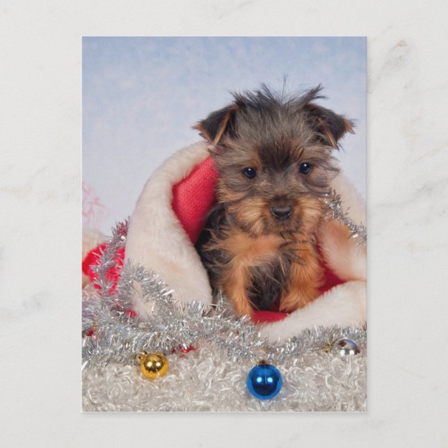 Christmas Pup Holiday Postcard (Front)