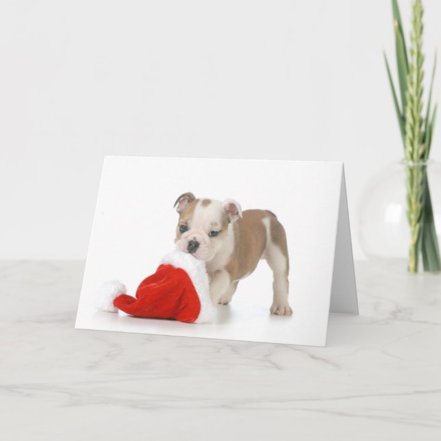 Christmas Puppy - English Bulldog Puppy Holiday Card (Front)