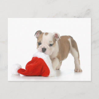 Christmas Puppy - English Bulldog Puppy Holiday Postcard