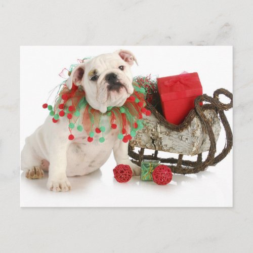 Christmas Puppy _ English Bulldog Puppy Sitting Holiday Postcard