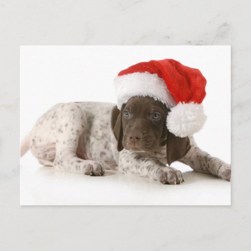 Christmas Puppy _ German Shorthaired Pointer Holiday Postcard