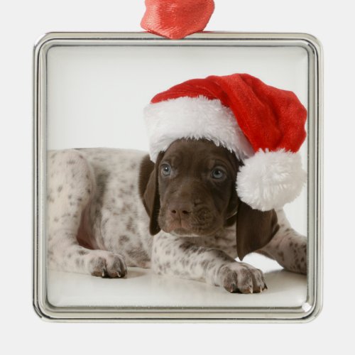 Christmas Puppy _ German Shorthaired Pointer Metal Ornament