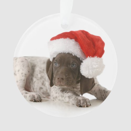 Christmas Puppy _ German Shorthaired Pointer Ornament