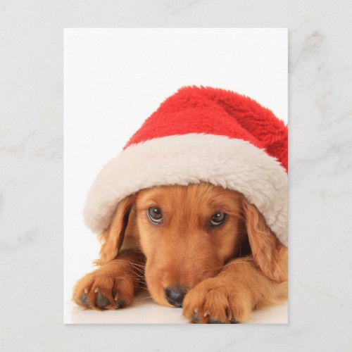 Christmas Puppy Wearing A Santa Hat Holiday Postcard