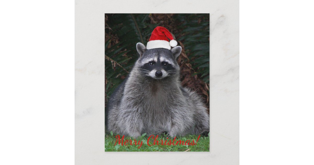 Christmas Raccoon in Santa Hat Photo Holiday Postcard | Zazzle.com
