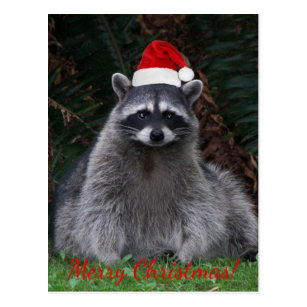 Christmas Raccoon Postcards AF8