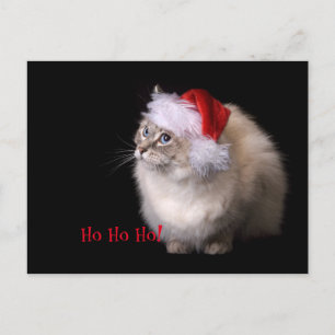 Christmas Ragdoll Cat Holiday Postcard