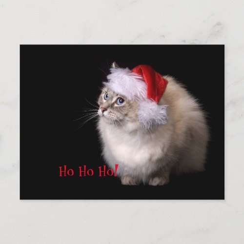 Christmas Ragdoll Cat Holiday Postcard
