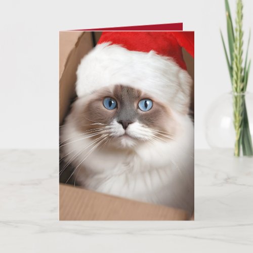 Christmas Ragdoll Cat in Cardboard Box Card