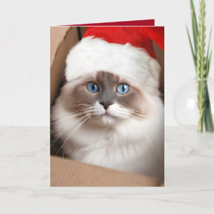 Christmas Ragdoll Cat in Cardboard Box Card