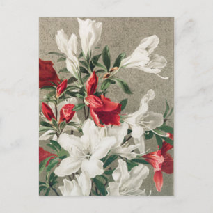 Christmas Red and White Apple Blossom Flowers Holiday Postcard