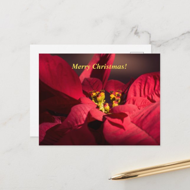 Christmas Red poinsettia flower in blossom Holiday Postcard (Front/Back In Situ)