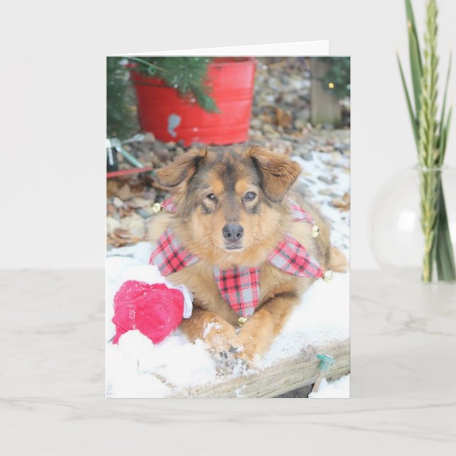 Christmas - Rescue Dog Card (Front)