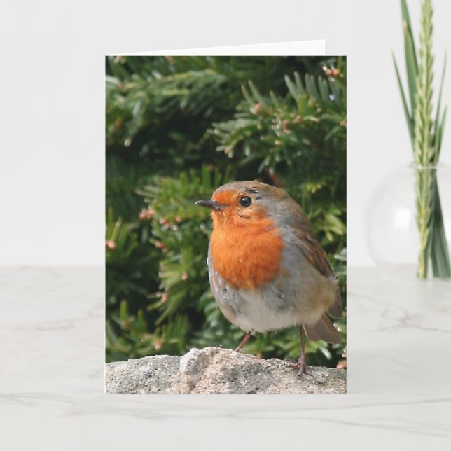 Christmas Robin Greeting Card (Front)