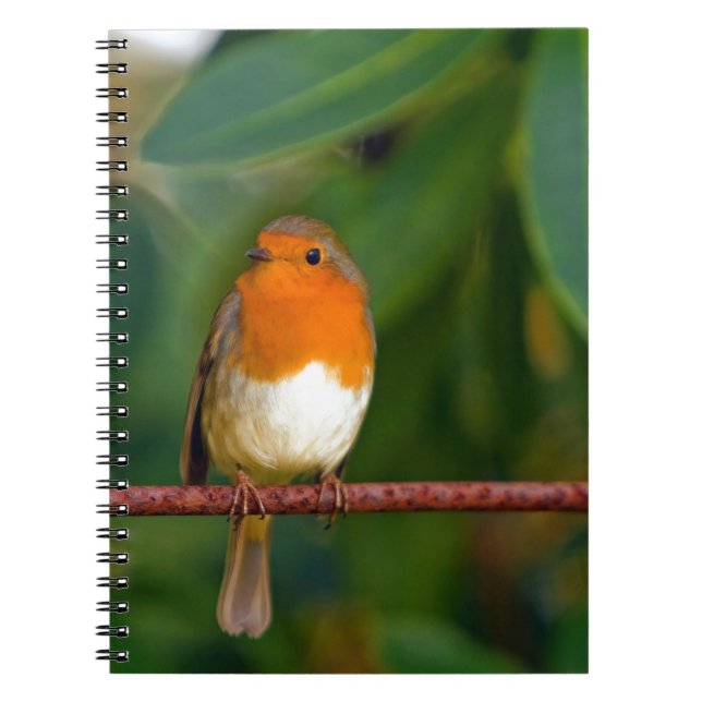 Christmas Robin Notebook (Front)