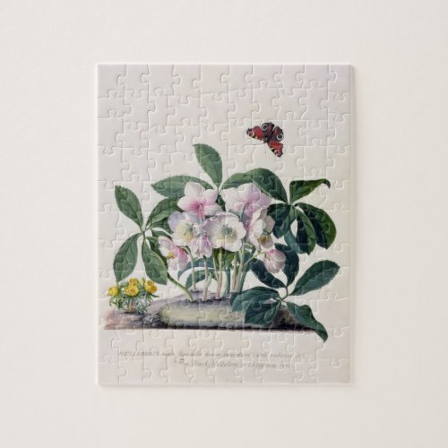 Christmas Rose Helleborus niger and Winter Aconi Jigsaw Puzzle