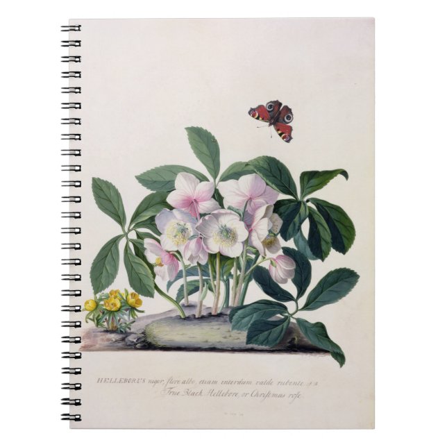 Christmas Rose (Helleborus niger) and Winter Aconi Notebook (Front)