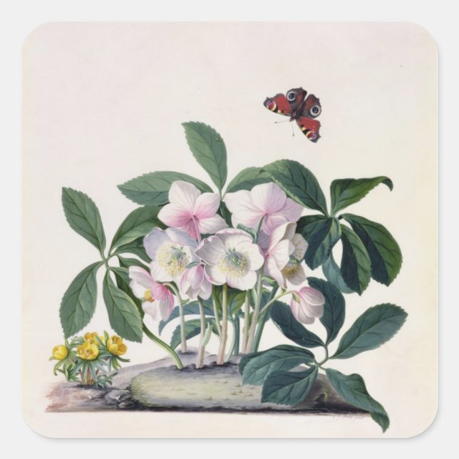 Christmas Rose (Helleborus niger) and Winter Aconi Square Sticker (Front)