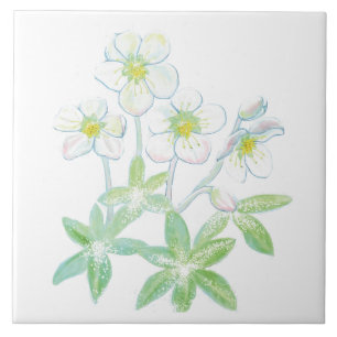 Christmas rose, Helleborus niger Illustration Ceramic Tile