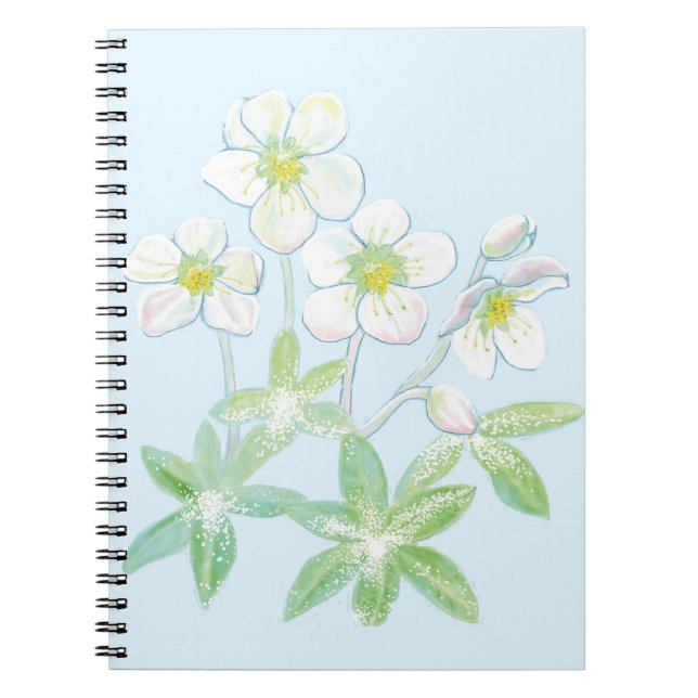 Christmas rose, Helleborus niger   Notebook (Front)