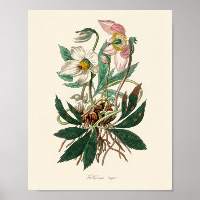 Christmas rose (Helleborus niger) Poster (Front)