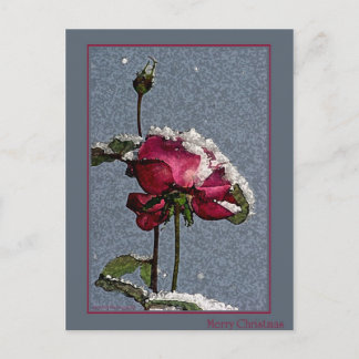 Christmas Rose Holiday Postcard