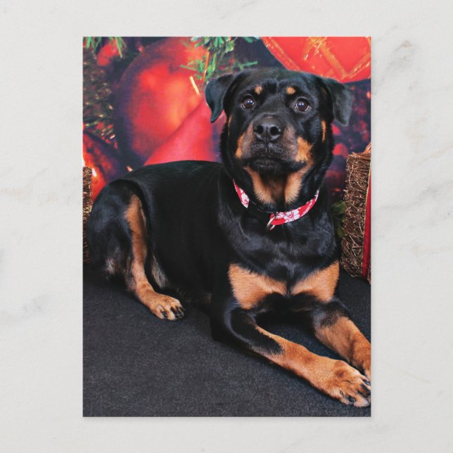 Christmas - Rottweiler - Nalani Holiday Postcard (Front)