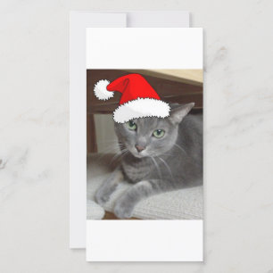 Christmas Russian Blue Gray Cat Holiday Card