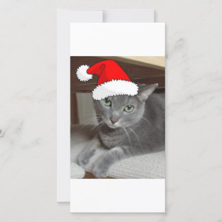 Christmas Russian Blue Gray Cat Holiday Card