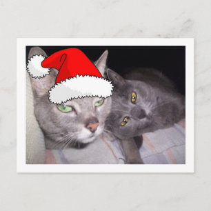 Christmas Russian Blue Gray Cats Holiday Postcard