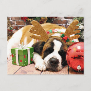 Christmas - Saint Bernard - Blue Holiday Postcard