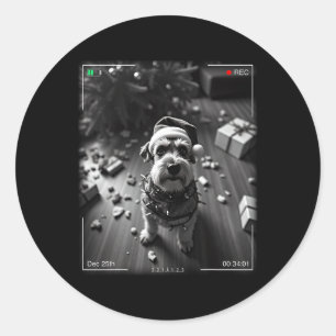 Christmas Schnauzer Caught On Camera Classic Round Sticker