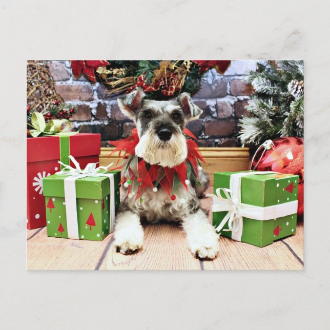 Christmas - Schnauzer - Petunia Holiday Postcard (Front)