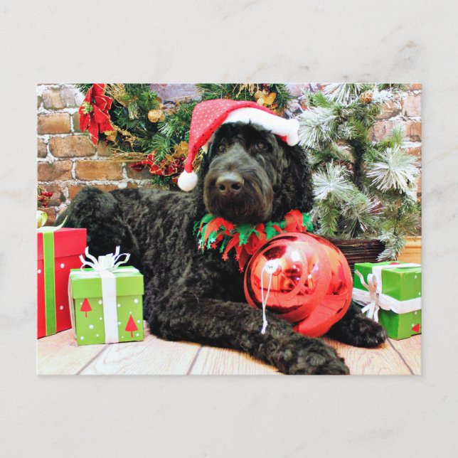 Christmas - Schnoodle - Zeus Holiday Postcard (Front)