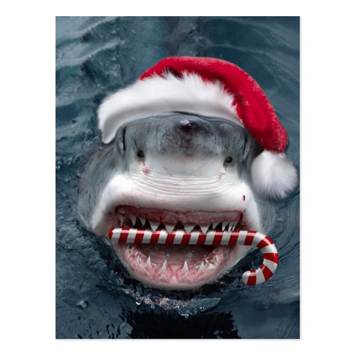 Christmas Shark Postcard