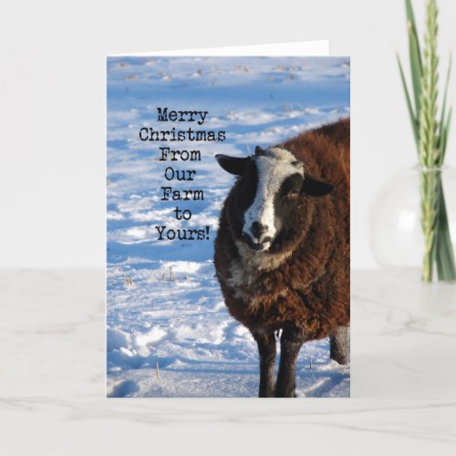 Christmas Sheep From Our Farm to Yours Holiday Card